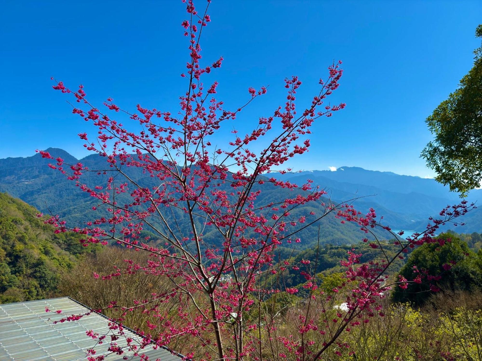 Tian Hsiang Tea B&B Renai Exterior foto